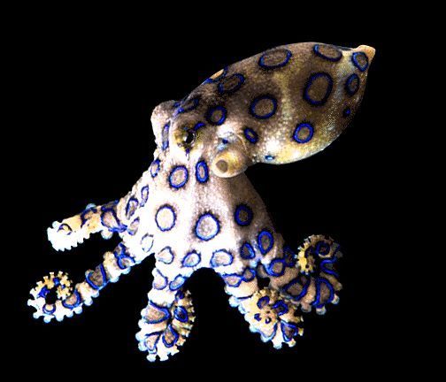 The blue ring "Octopussy"